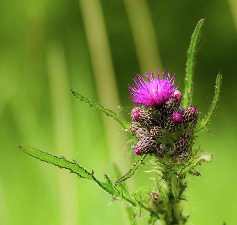 Thistle #1 Photograph by Ed James