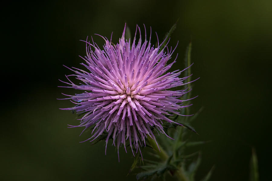 Thistle #1 Photograph by Kevin Giannini