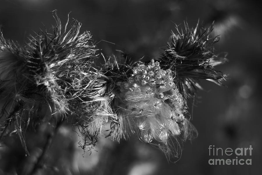 Thistle Seeds #3 Photograph by Dariusz Gudowicz