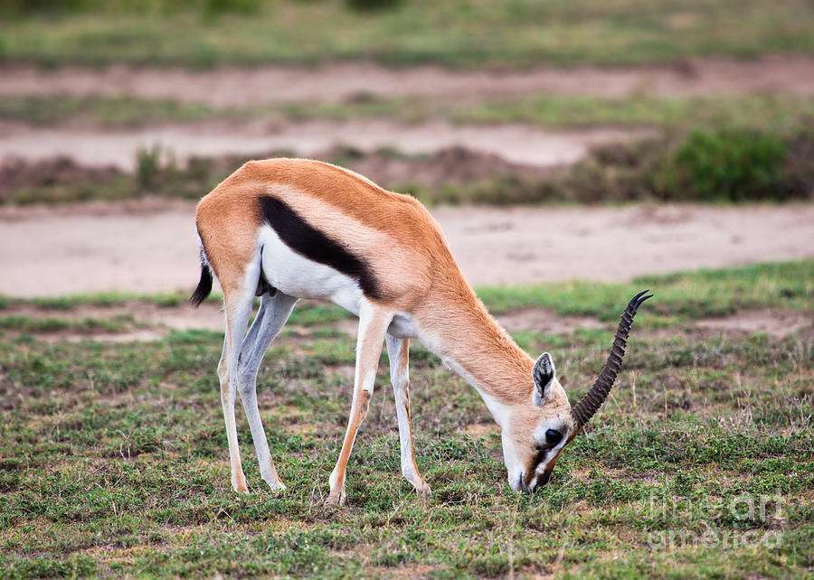 Thomsons gazelle on savanna in Africa #1 Photograph by Michal Bednarek