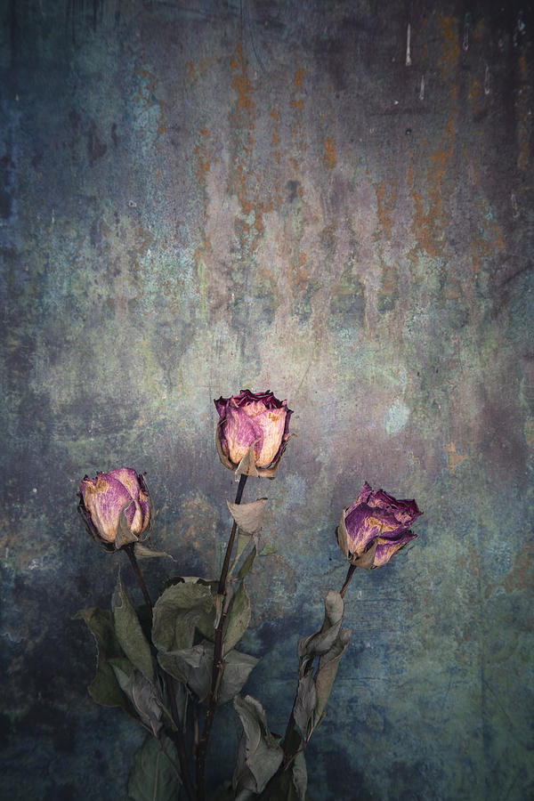 Three dried roses #1 Photograph by Maria Heyens