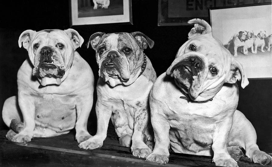 Three English Bulldogs Photograph by Underwood Archives