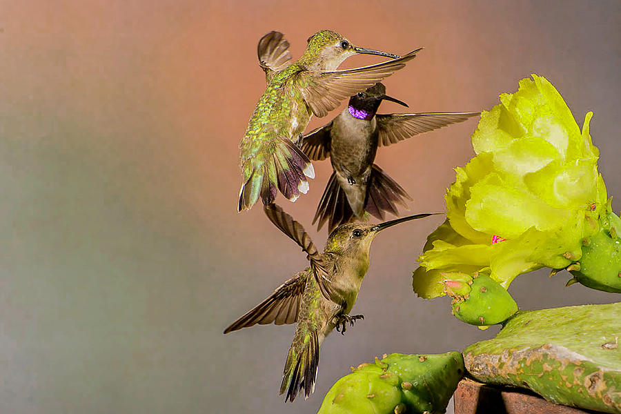 Three Hummingbirds #3 Photograph by Peggy Blackwell