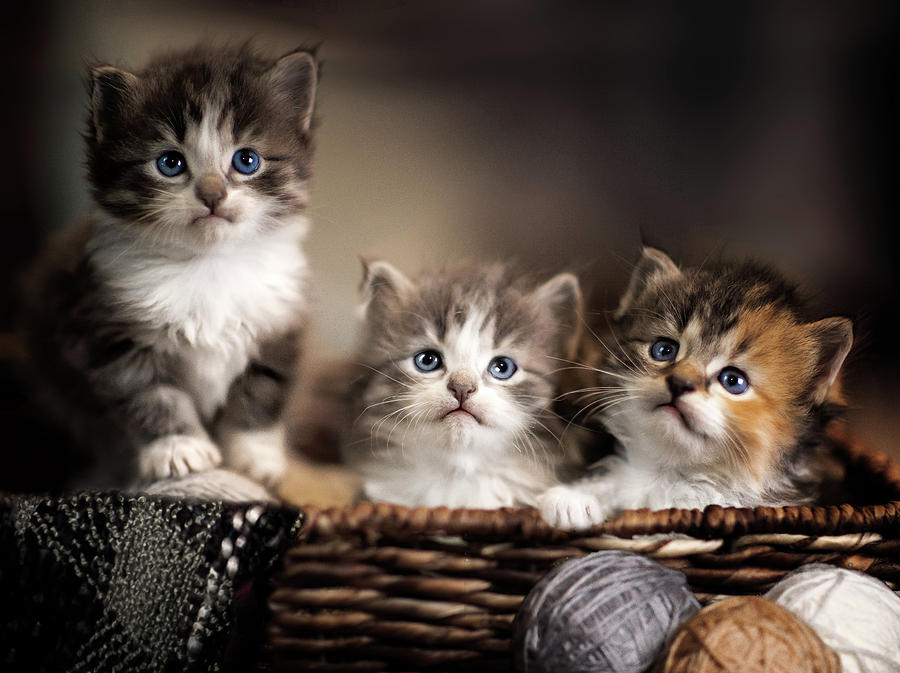 kittens in a basket