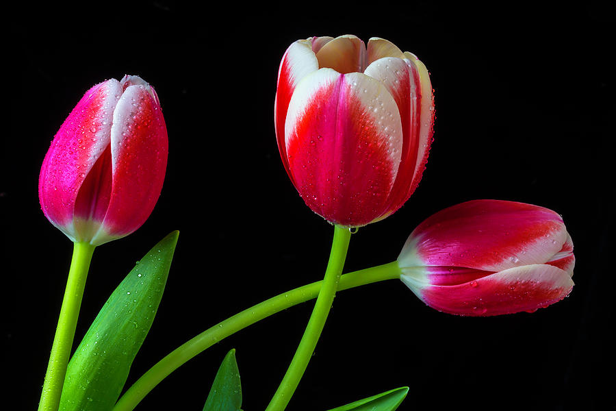 Three Lovely Tulips #1 Photograph by Garry Gay