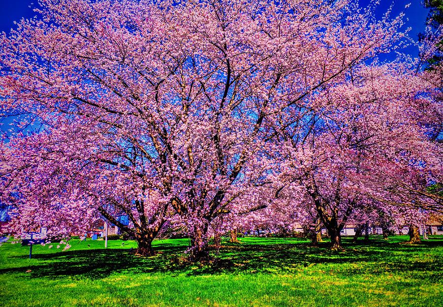 Spring Photograph - Three Mile Island Cherry Trees #1 by Paul Kercher
