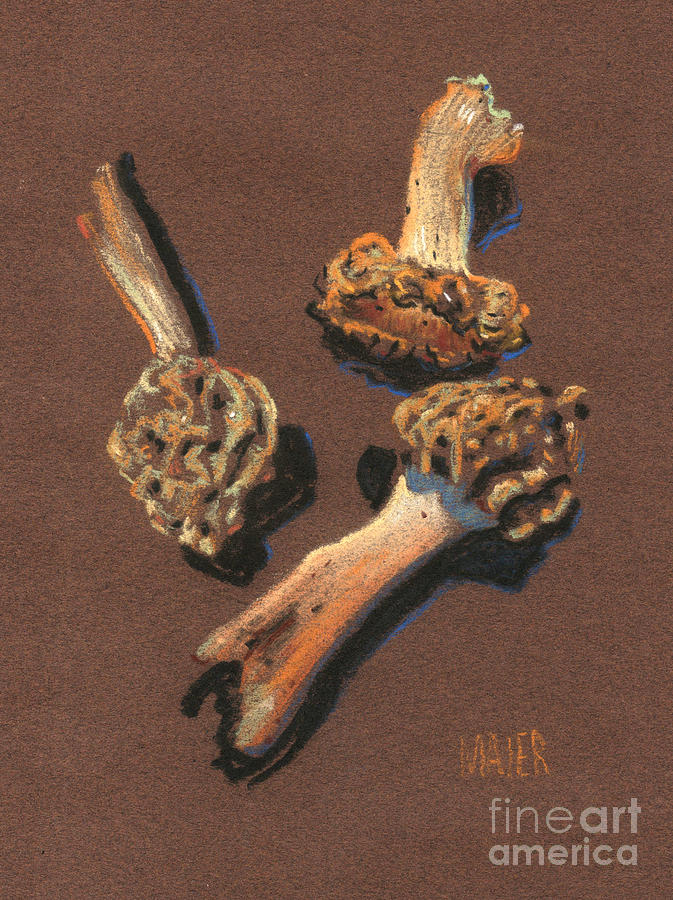 Three Morels Drawing by Donald Maier