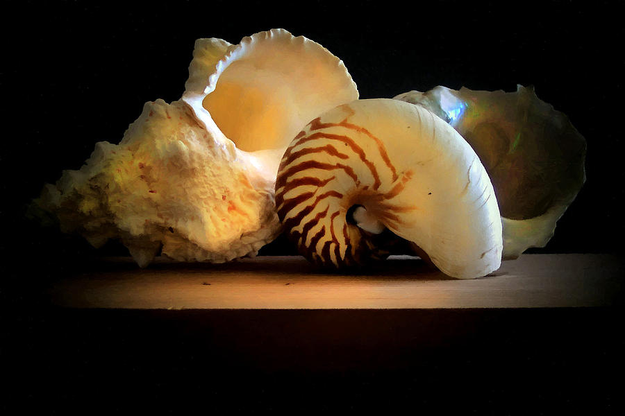 Three Seashells #1 Photograph by Frank Wilson