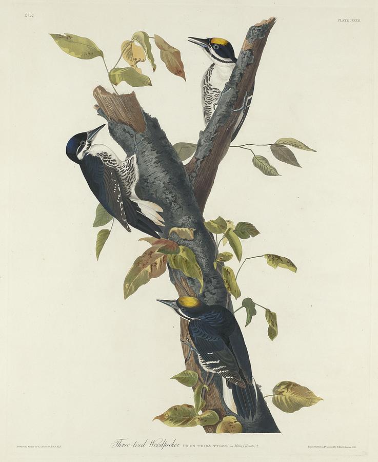 John James Audubon Drawing - Three-Toed Woodpecker #1 by Dreyer Wildlife Print Collections 