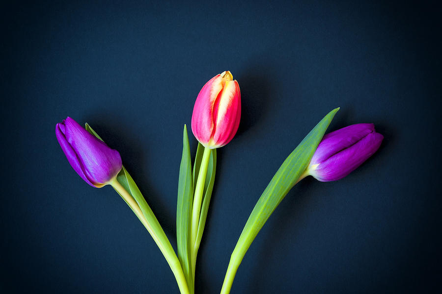 Three Tulips - Color Photograph