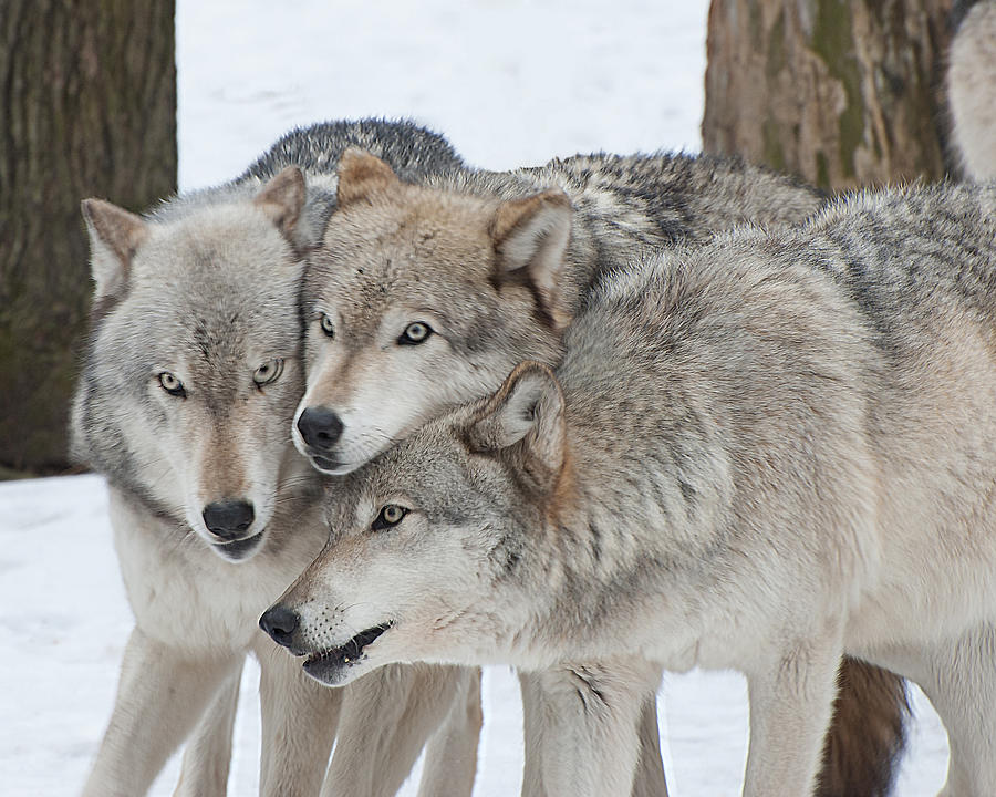 Three Wolves Are A Crowd Photograph by Gary Slawsky