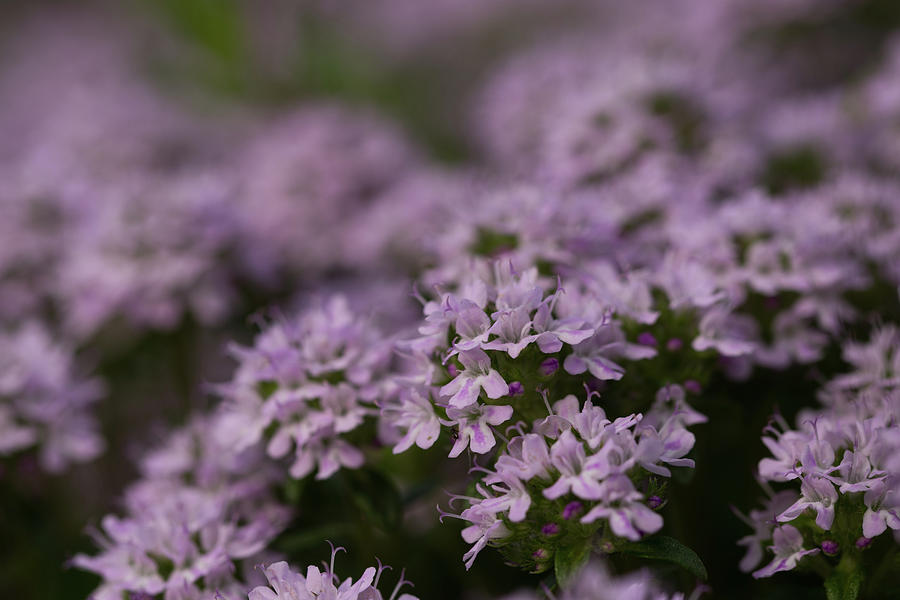 Thyme blossoms close up Photograph by Elisabetta Poggi Fine Art America