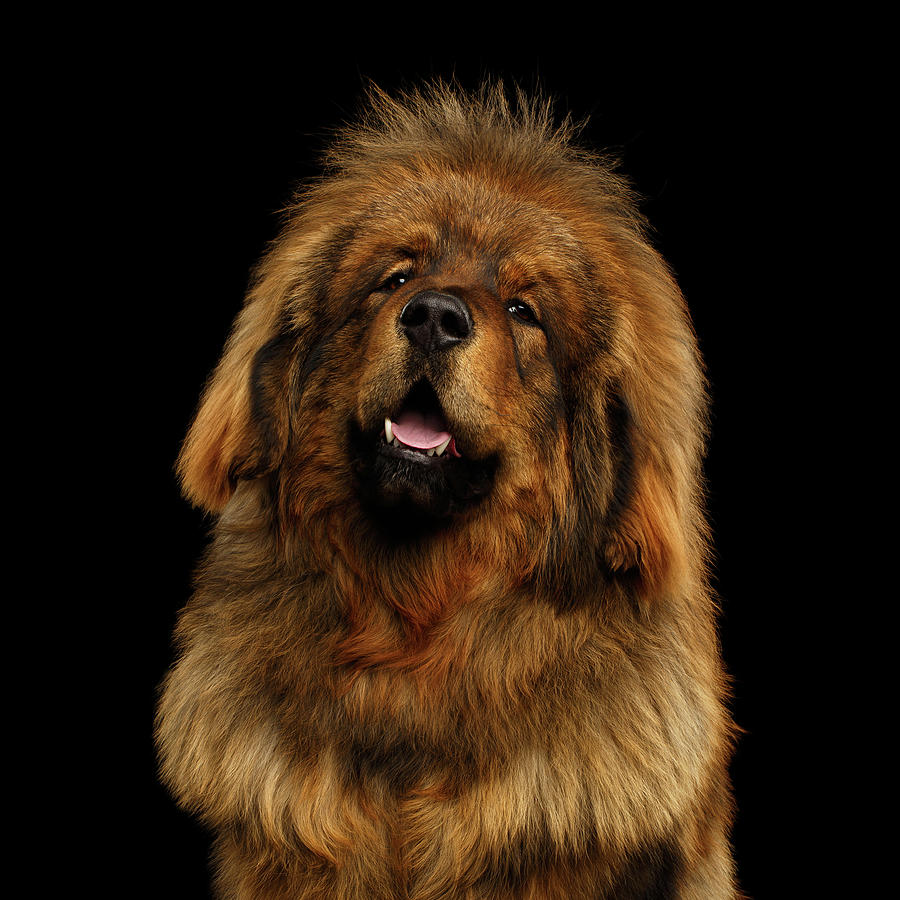 Mastiff Photograph - Tibetan Mastiff #2 by Sergey Taran