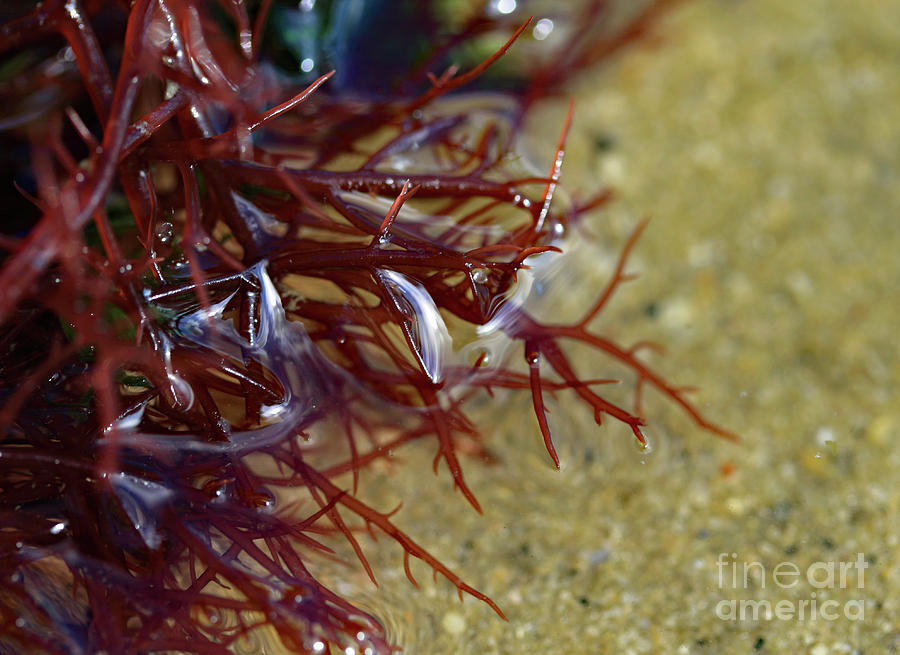 Tidepool Seaweed #1 Photograph by Mary Haber