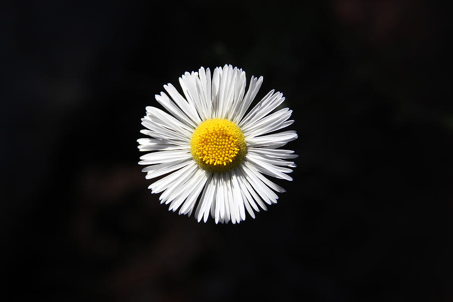 Nature Photograph - Tidy Fleabane by Charles Ables