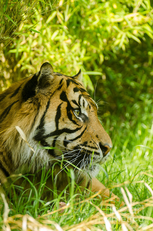Tiger #1 Photograph by Andreas Berheide