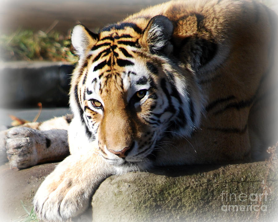 Tiger at Cleveland Zoo #1 Photograph by Lila Fisher-Wenzel
