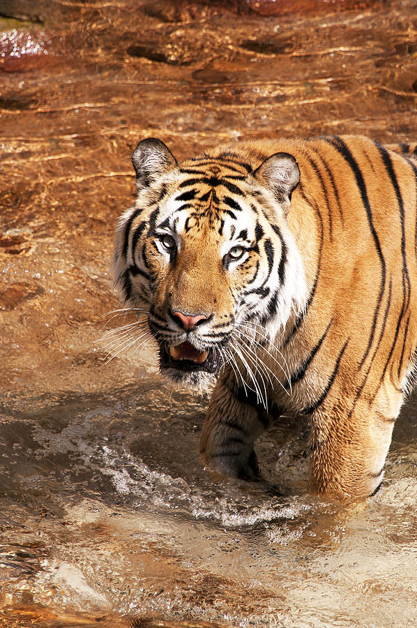 Tiger #1 Photograph by Gouzel -