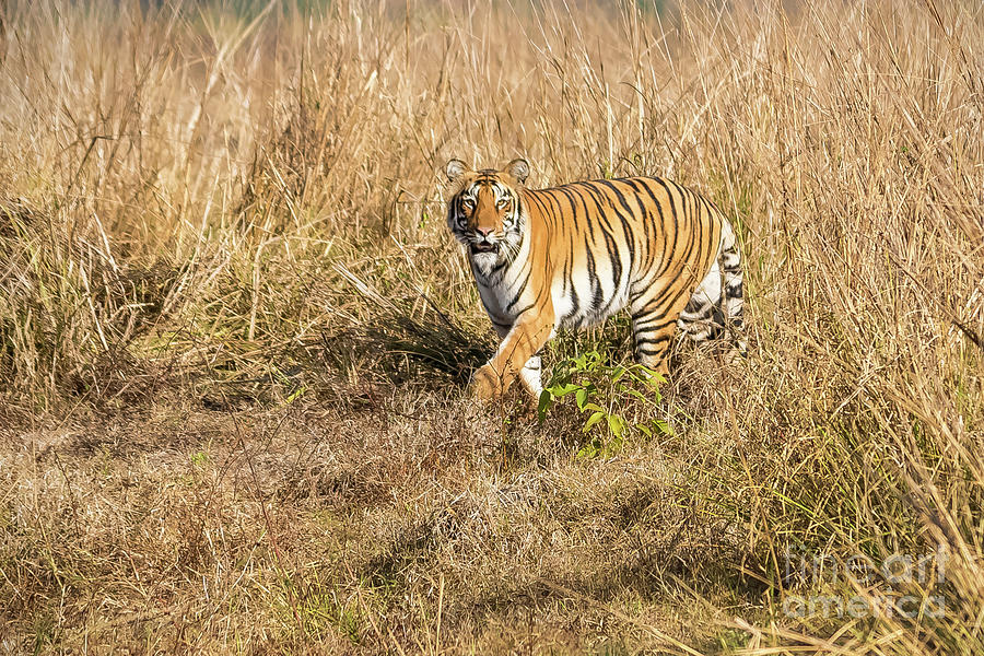 Tiger In The Grass Photograph