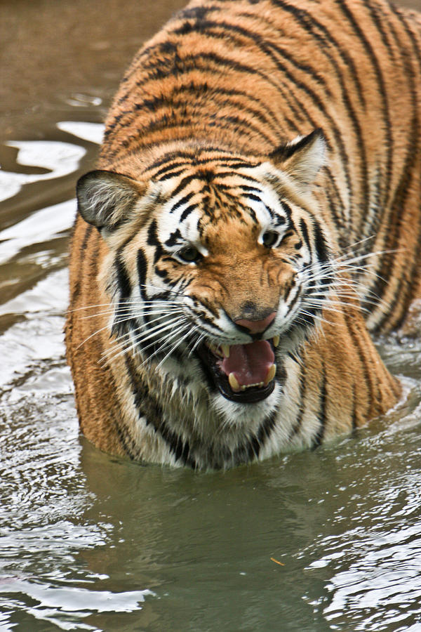 Tiger in the Water #1 Photograph by Douglas Barnett