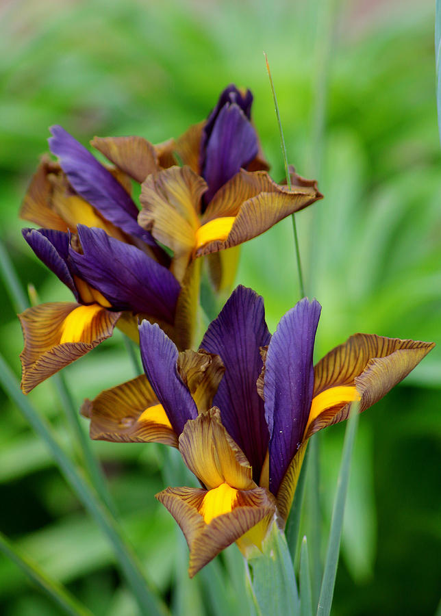 Spring Photograph - Tiger Irises #1 by Living Color Photography Lorraine Lynch