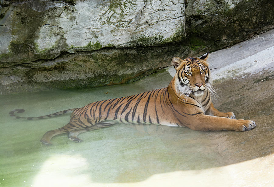 Tiger #1 Photograph by John Black