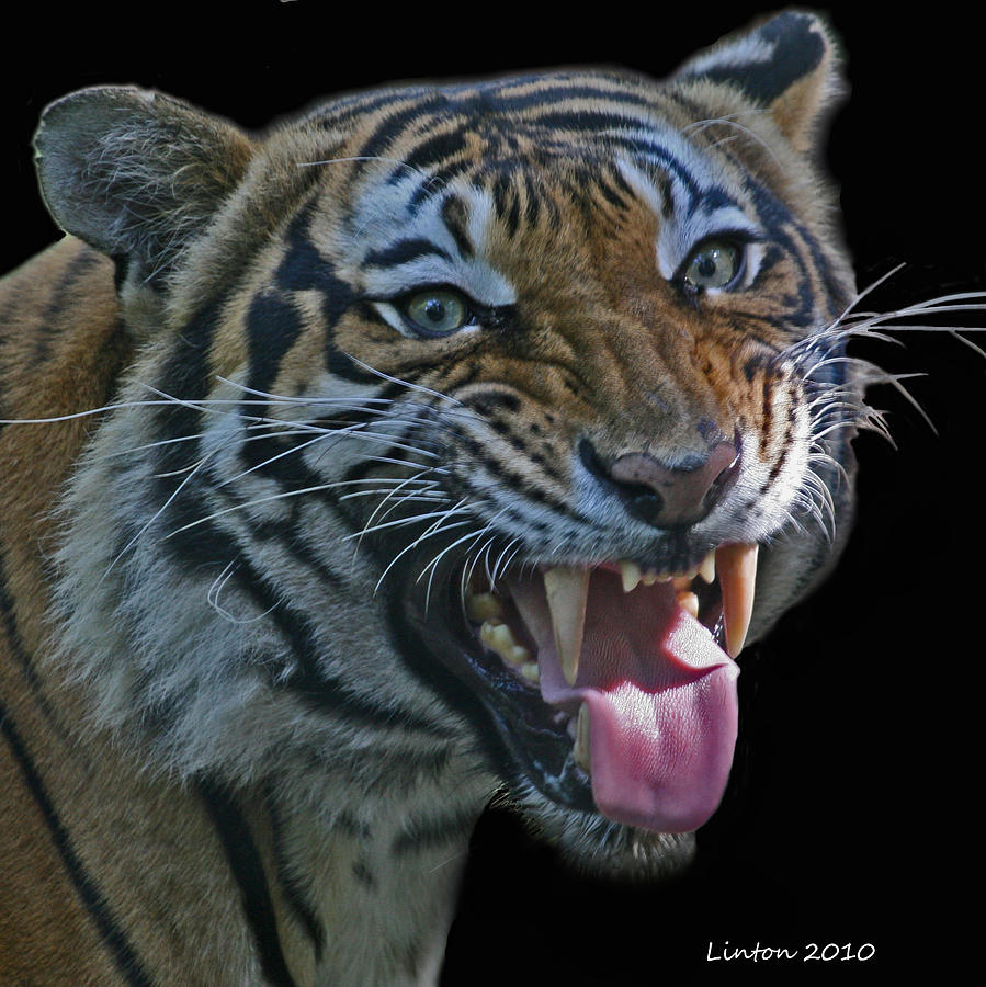 Tiger #1 Photograph by Larry Linton