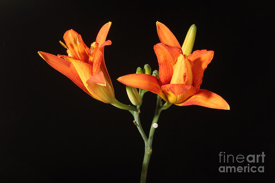 Tiger Lily Flower Opening Part #1 Photograph by Ted Kinsman