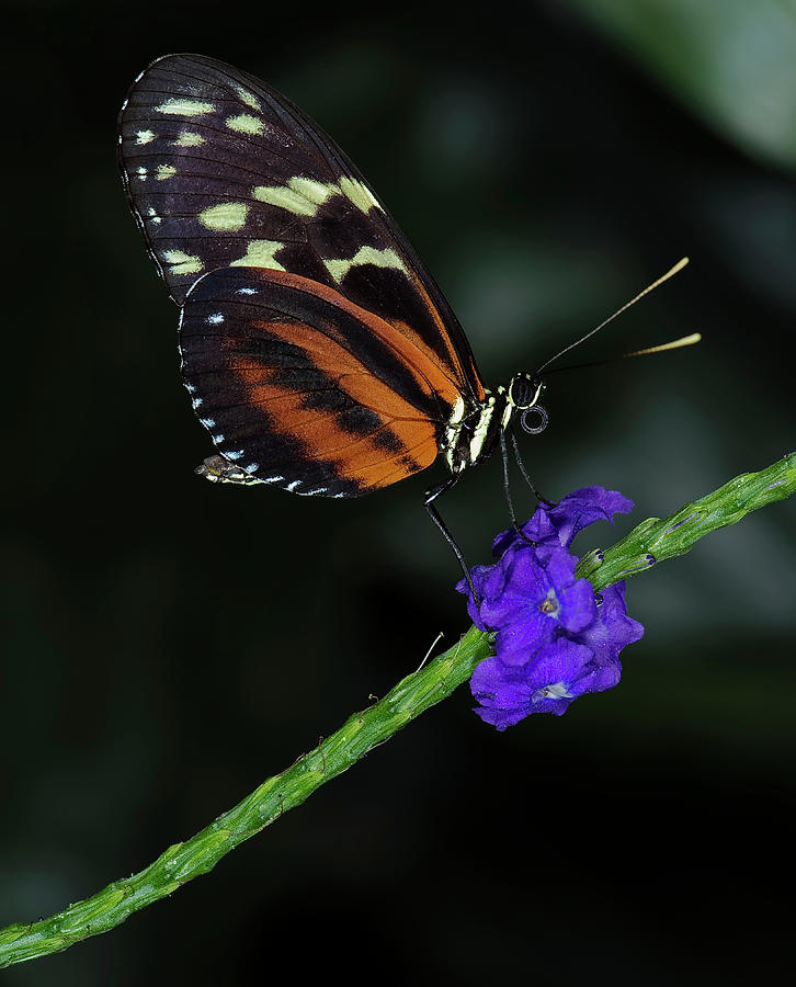 Tiger Longwing Butterfly #1 Photograph by JT Lewis