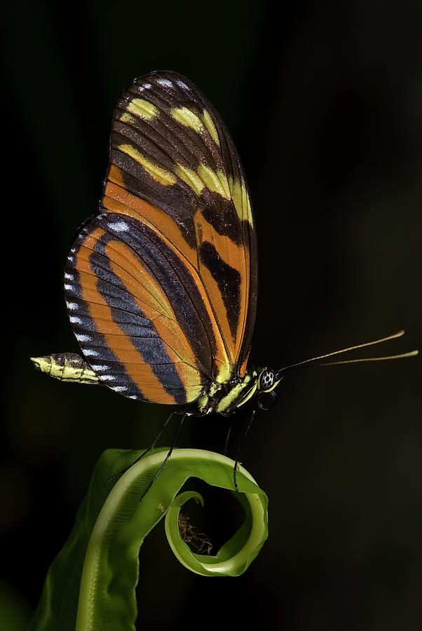 Tiger Longwing #1 Photograph by JT Lewis