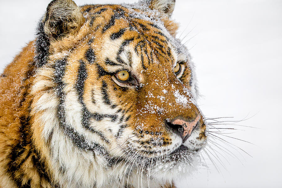 Focused Tiger Photograph by Mike Centioli - Fine Art America