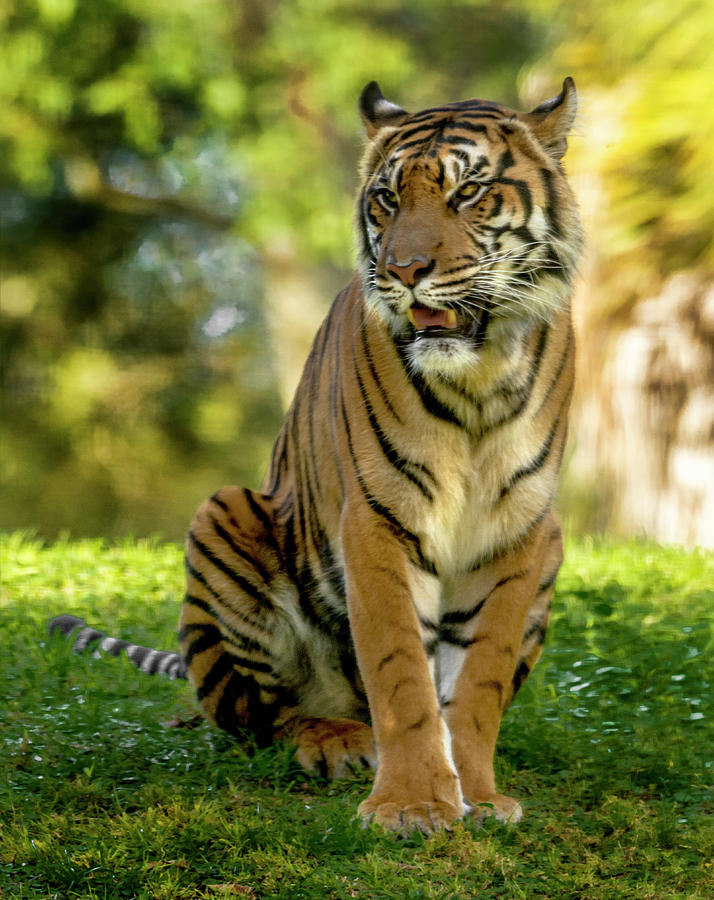 Tiger on alert #1 Photograph by Tito Santiago - Fine Art America