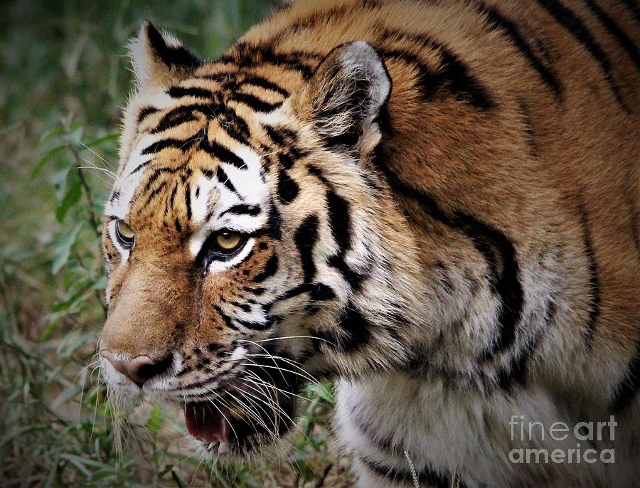 Tiger Photograph - Tiger #1 by Paulette Thomas