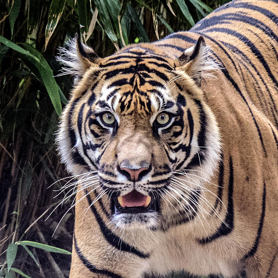 Tiger Portrait Headshot #1 Photograph by William Bitman
