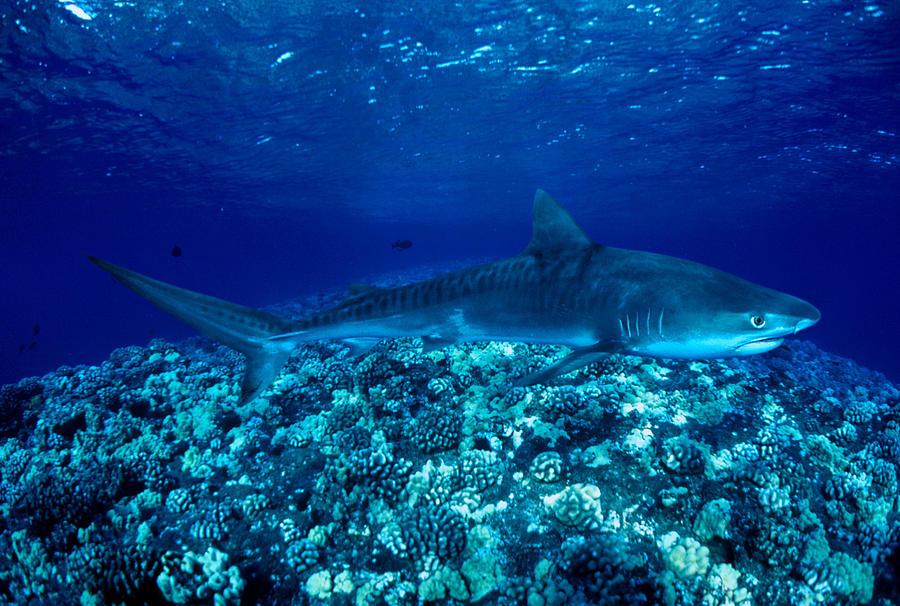 Tiger Shark #1 Photograph by Dave Fleetham - Printscapes