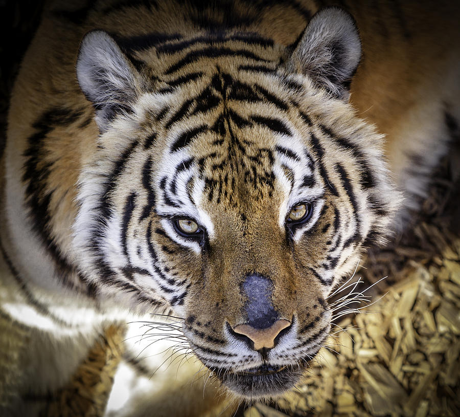 Tiger Stare Down #1 Photograph by Jason Moynihan