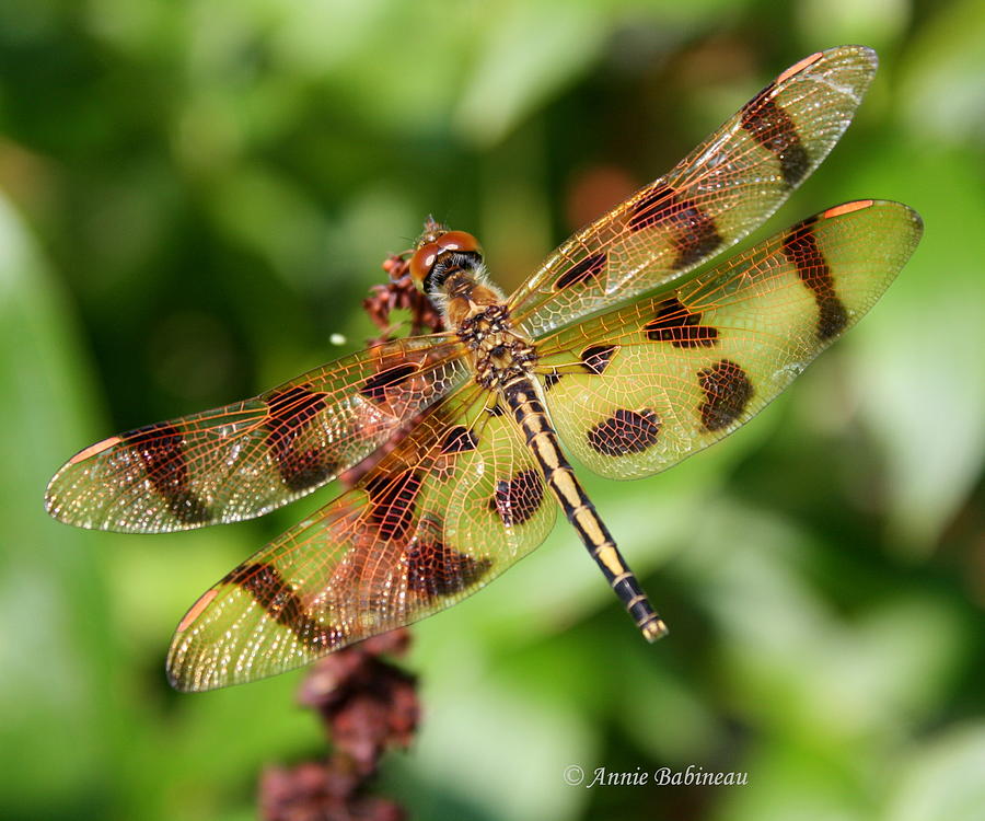 Tigerstriped Dragonfly Photograph by Annie Babineau