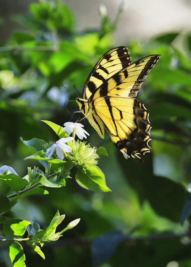 Tiger Swallowtail Butterfly #2 Photograph by Bill Dodsworth