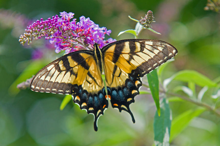 Tiger Swallowtail butterfly. #1 Photograph by David Freuthal