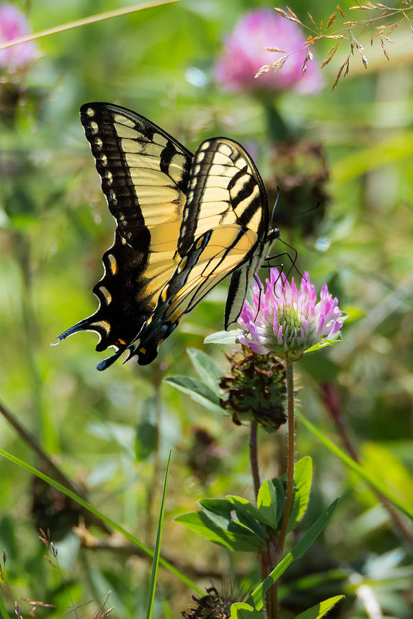 Tiger Swallowtail Butterfly Photograph by Holden The Moment
