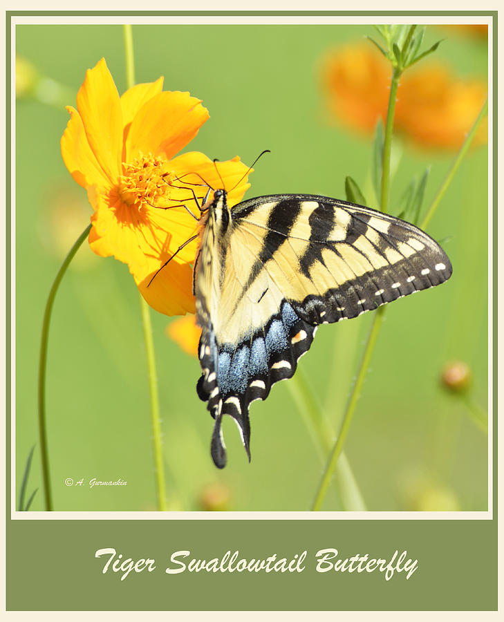 Nature Photograph - Tiger Swallowtail Butterfly on Cosmos Flower #1 by A Macarthur Gurmankin