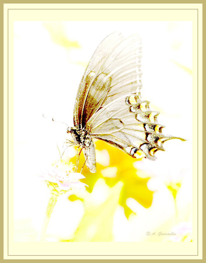 Tiger Swallowtail Butterfly on Zinnia Flower #1 Digital Art by A Macarthur Gurmankin