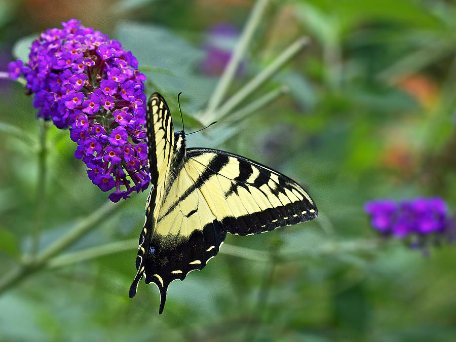 Tiger Swallowtail Butterfly - Papilio glaucus #1 Photograph by Carol Senske