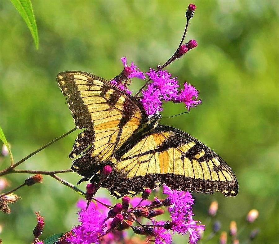 Tiger Swallowtail #2 Photograph by Gary Edward Jennings