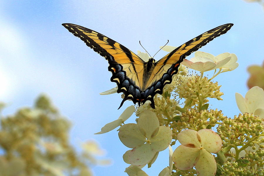 Tiger Swallowtail #1 Photograph by Joseph Skompski