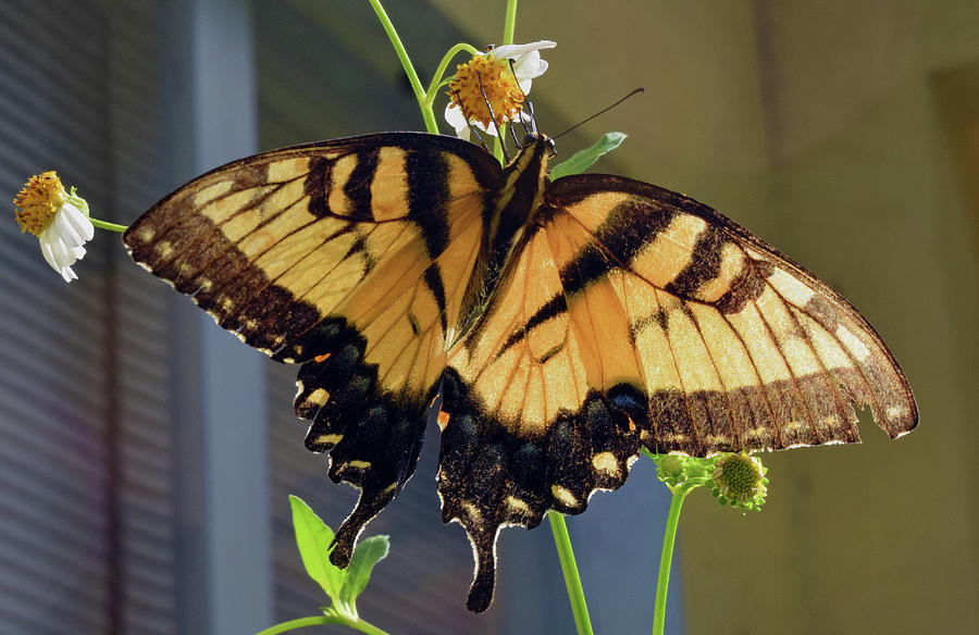 Tiger Swallowtail #1 Photograph by Larah McElroy