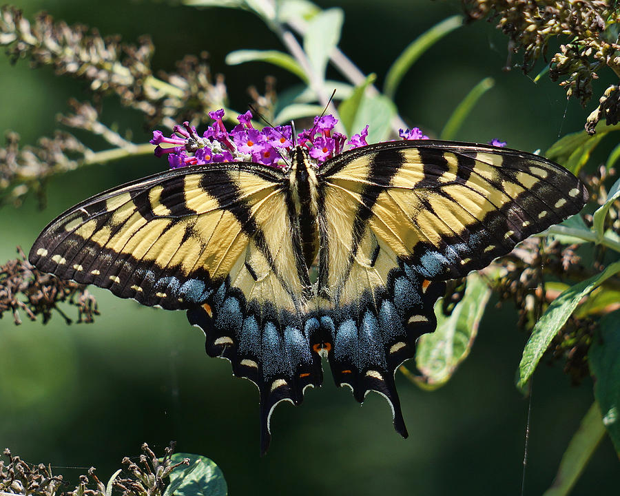 Tiger Swallowtail #1 Photograph by TnBackroadsPhotos