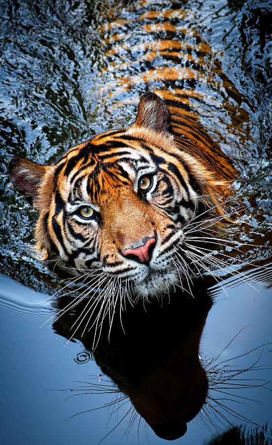 Tiger Swim Photograph By Robert Cinega Fine Art America
