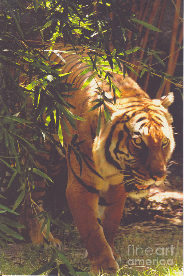 Tiger Tiger Burning Bright Photograph By Glenn Aker