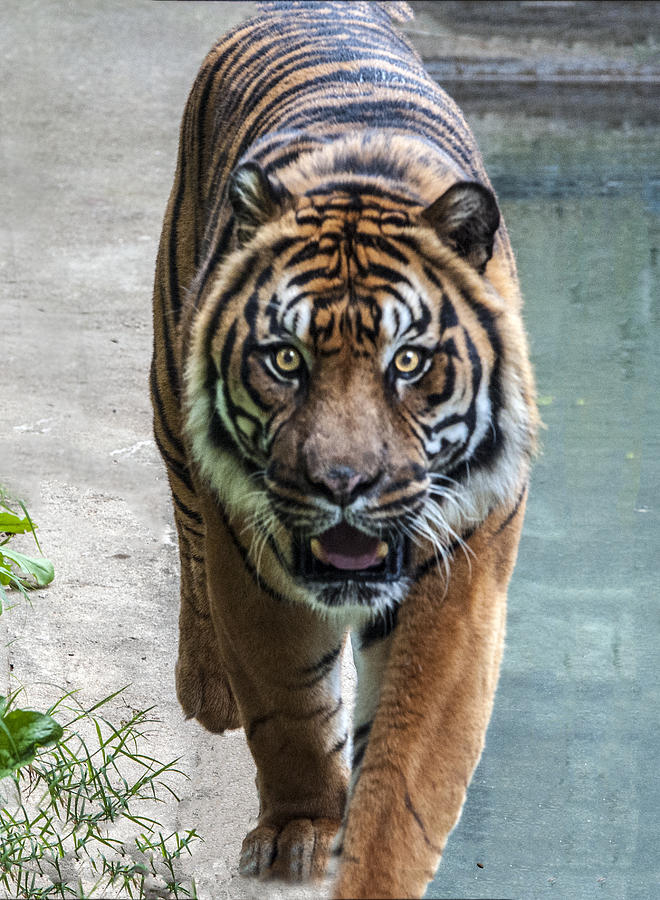 Tiger Walking Toward You #1 Photograph by William Bitman
